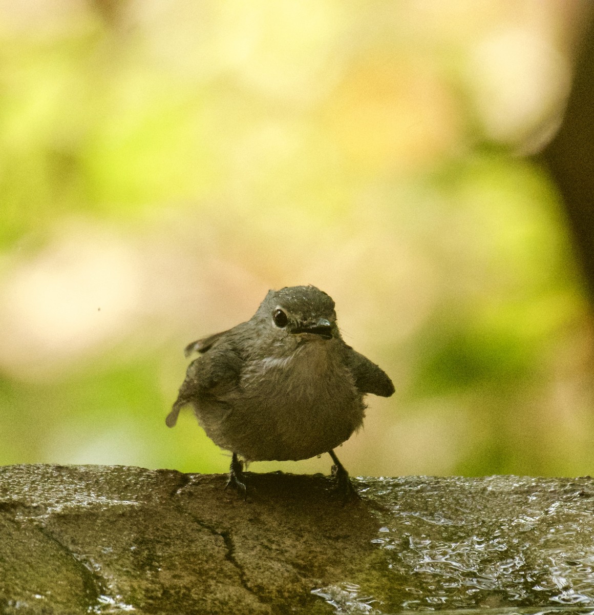 Ashy Flycatcher - ML640949071