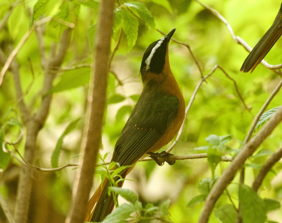 White-browed Robin-Chat - ML640949073