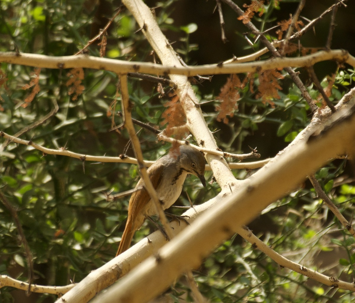 Collared Palm-Thrush - ML640949134