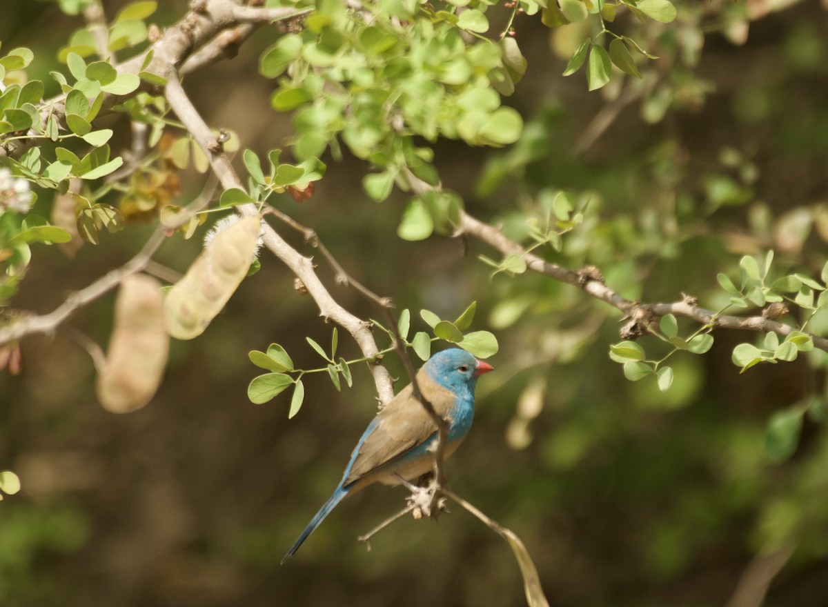 Blue-capped Cordonbleu - ML640949138