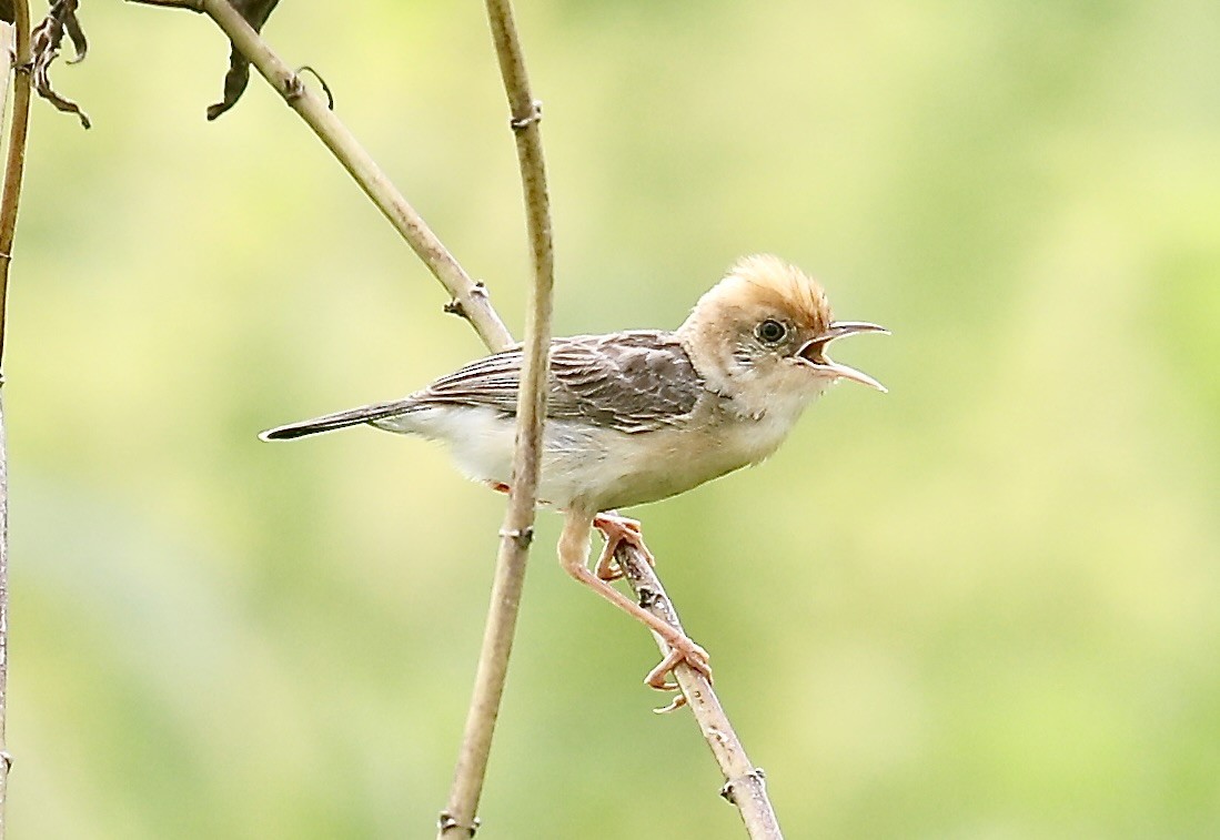 Golden-headed Cisticola - ML640949148