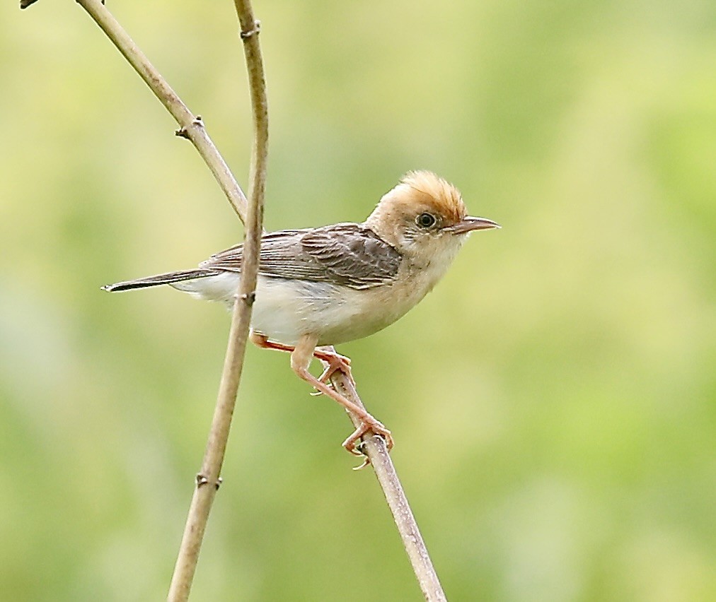 Golden-headed Cisticola - ML640949149