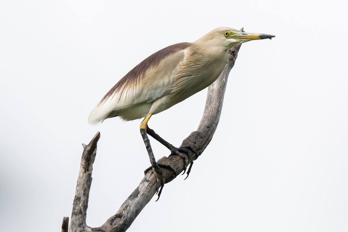 mangrovehegre - ML640949188