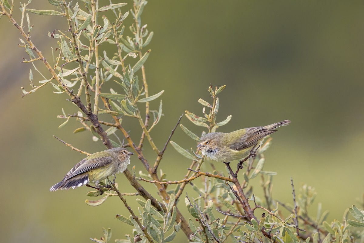 Weebill - ML640949201