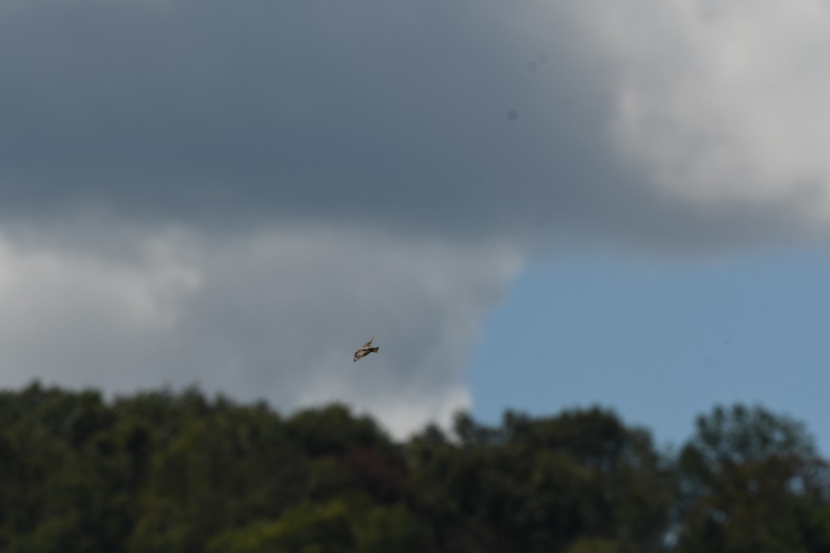 Northern Rough-winged Swallow - ML640949252