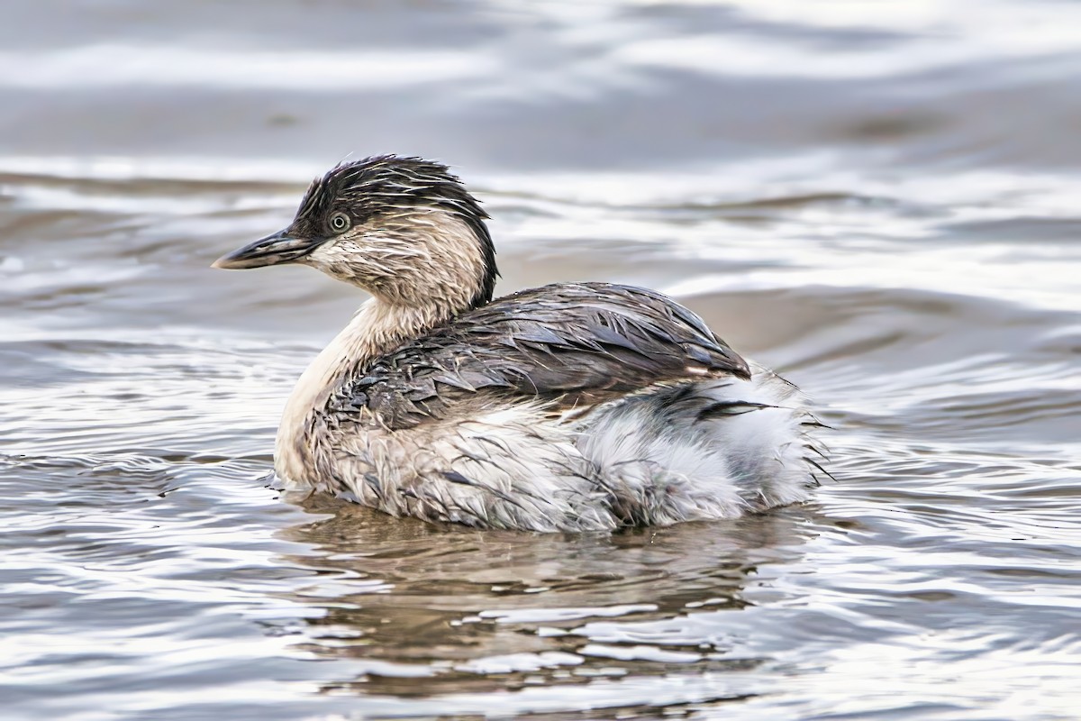 Hoary-headed Grebe - ML640949306