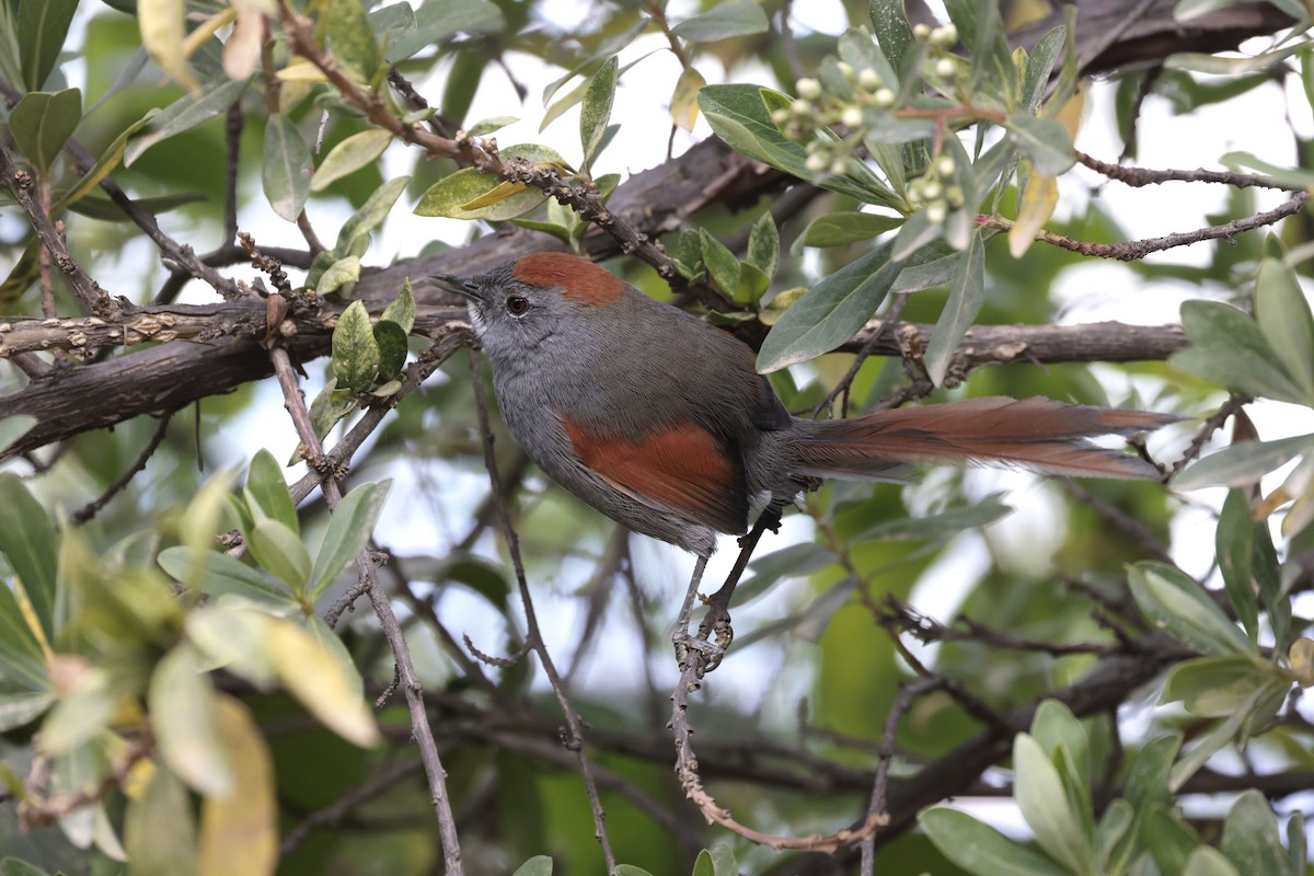 Apurimac Spinetail - ML640949320