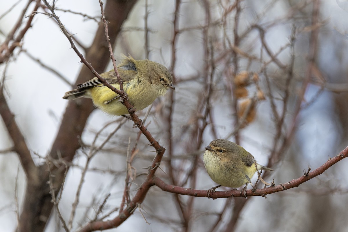 Weebill - ML640949334
