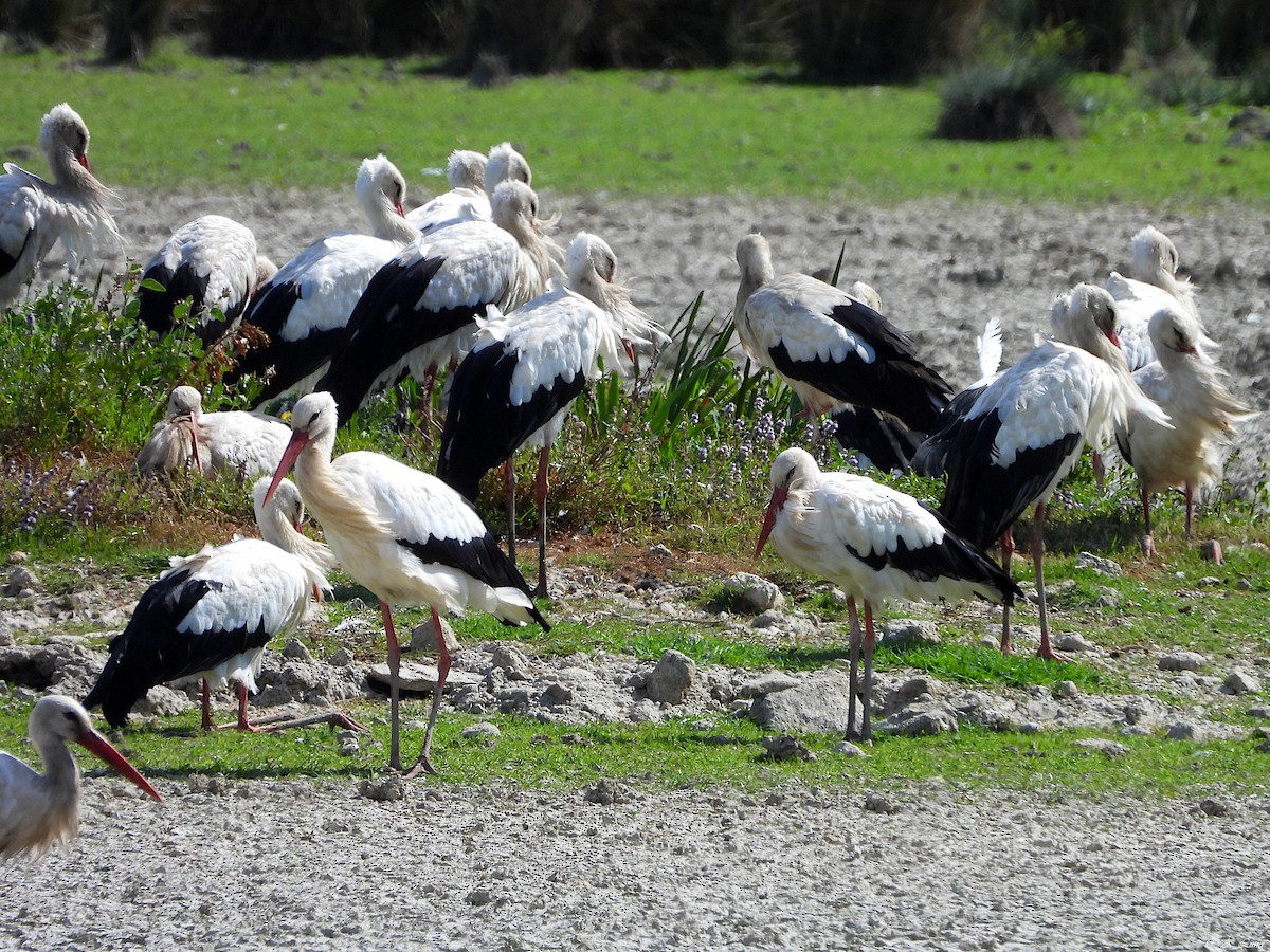 White Stork - ML640949335