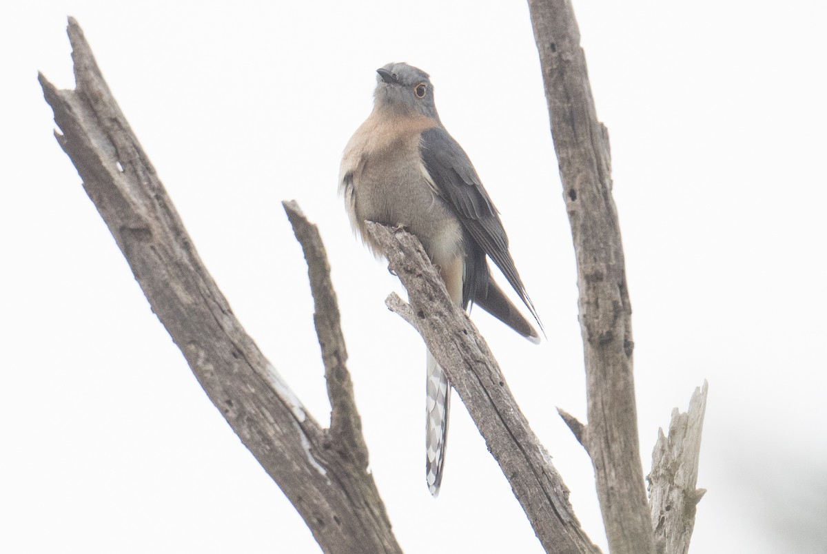 Fan-tailed Cuckoo - ML640949340