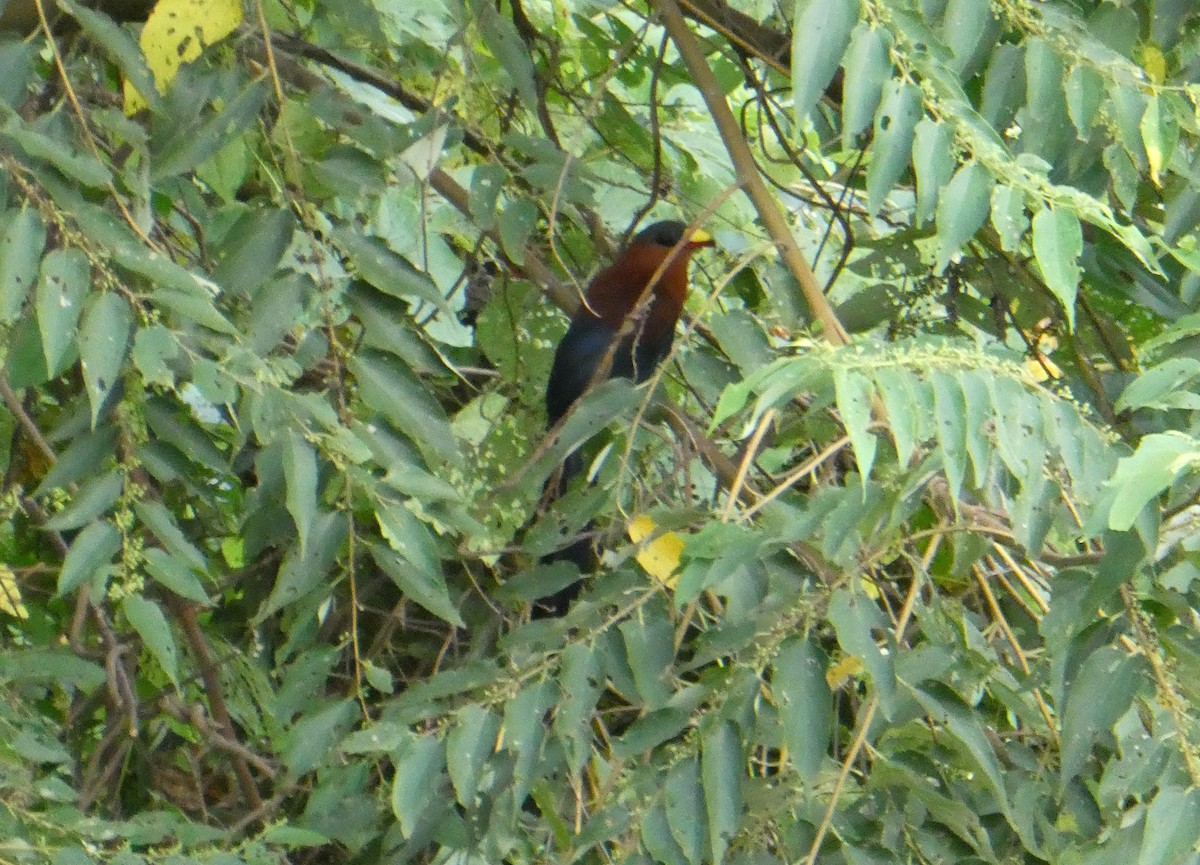 Yellow-billed Malkoha - ML640949341