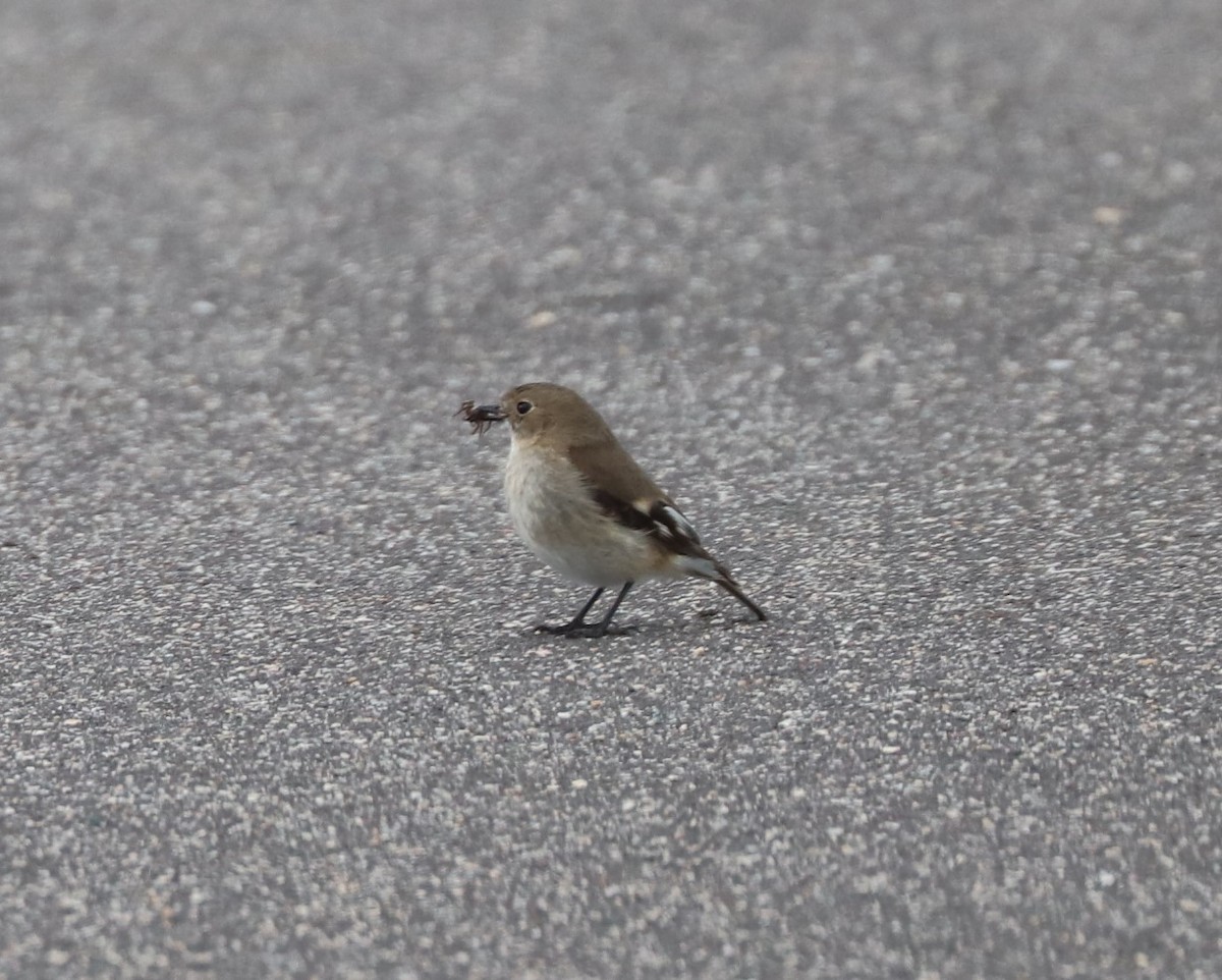 Flame Robin - ML640949343