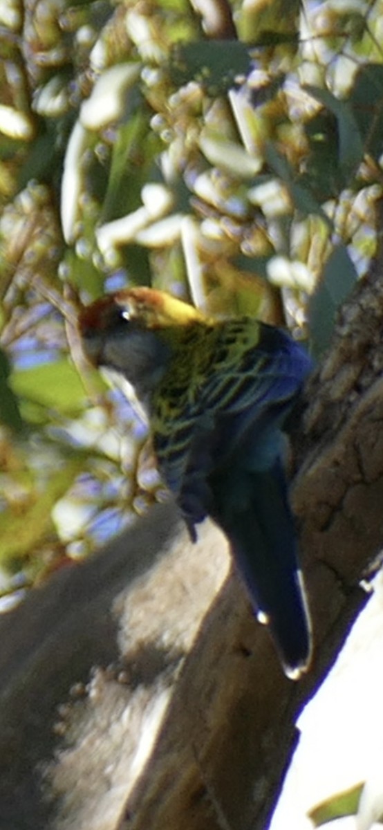 Pale-headed Rosella - ML640949396