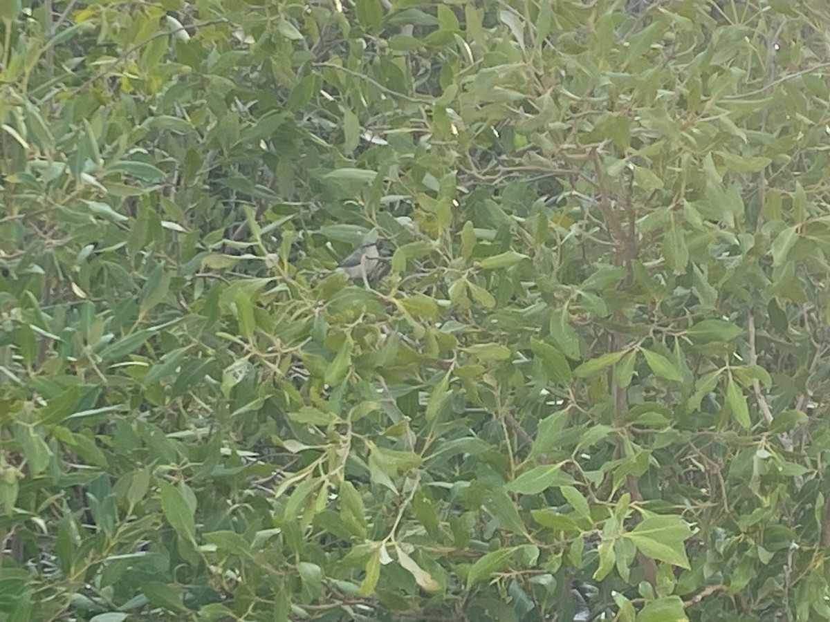 Dusky Gerygone - ML640949430