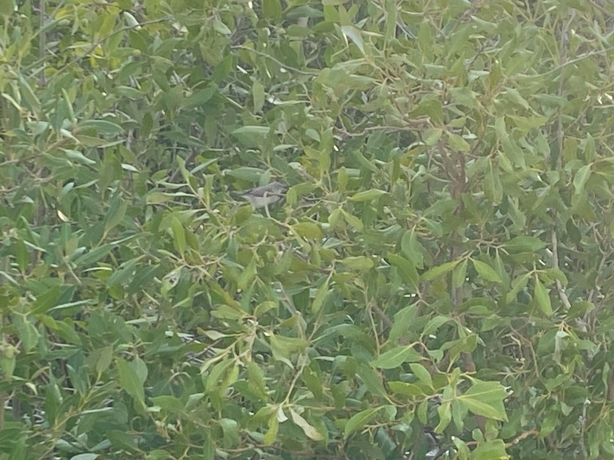 Dusky Gerygone - ML640949431