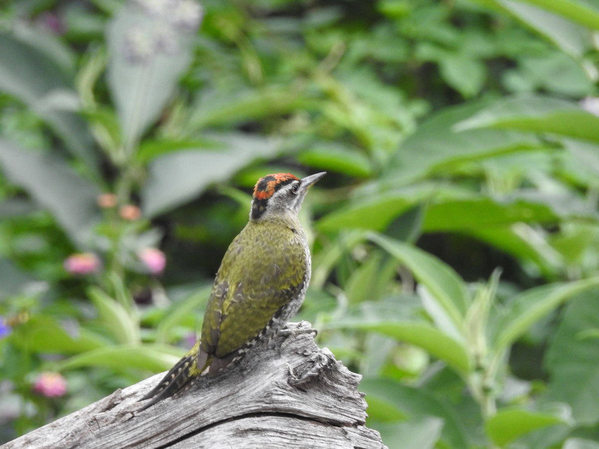 Streak-throated Woodpecker - ML640949435