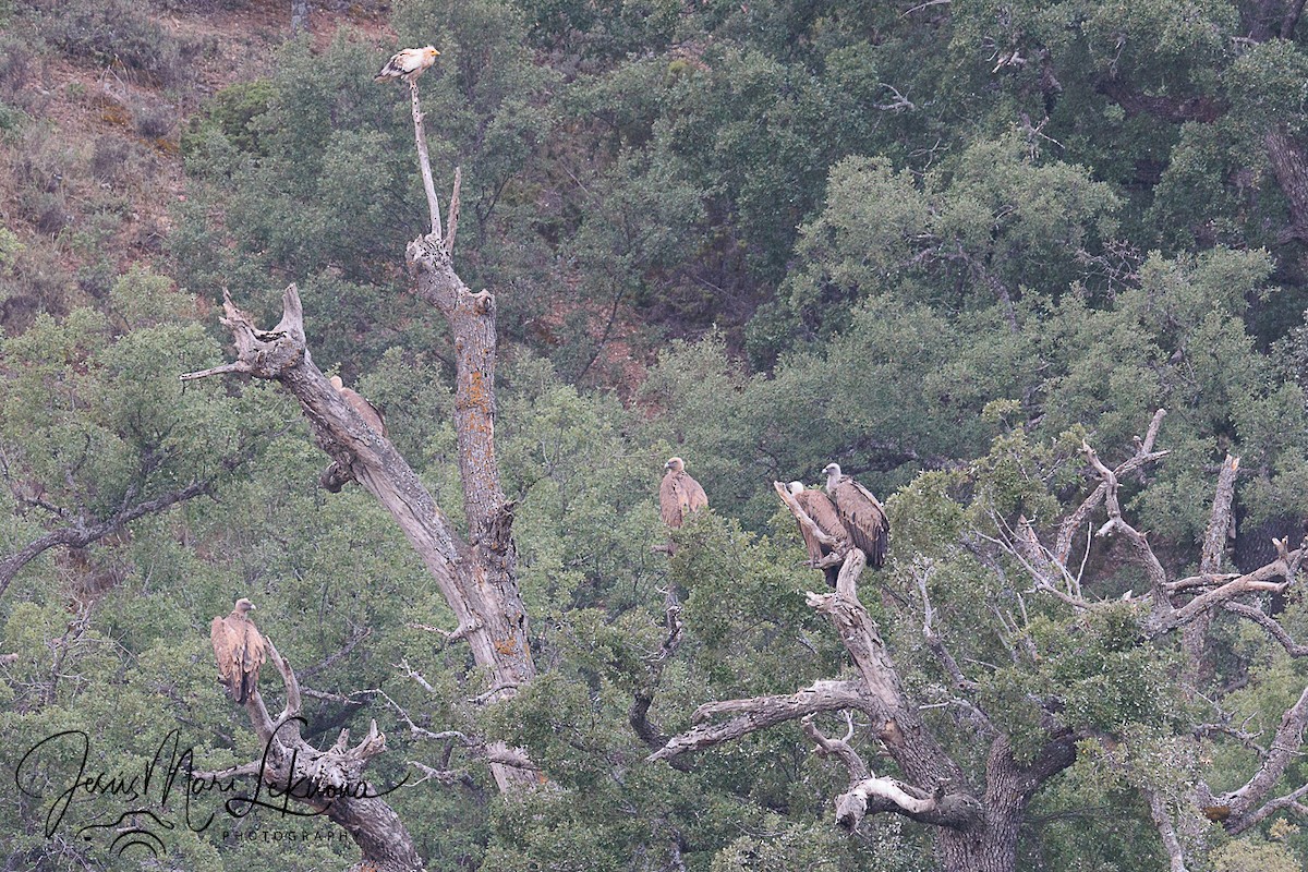 Egyptian Vulture - ML640949436