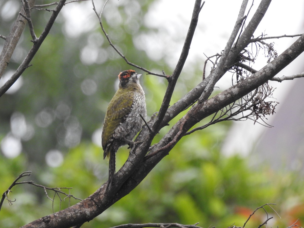 Streak-throated Woodpecker - ML640949439