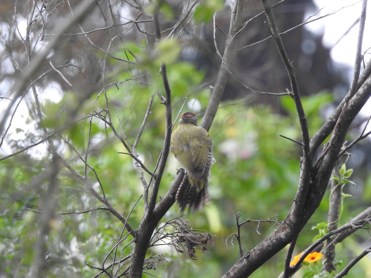 Streak-throated Woodpecker - ML640949441