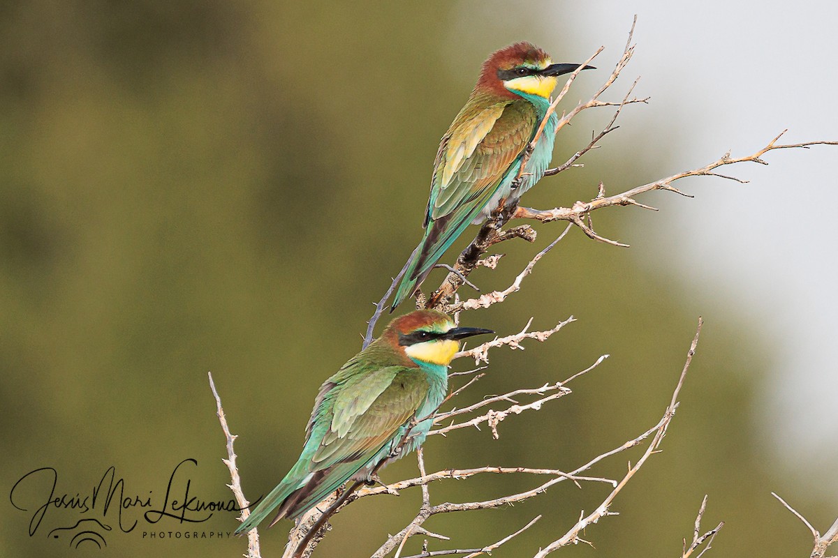European Bee-eater - ML640949442