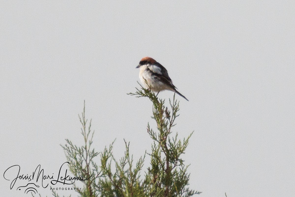 Woodchat Shrike - ML640949447