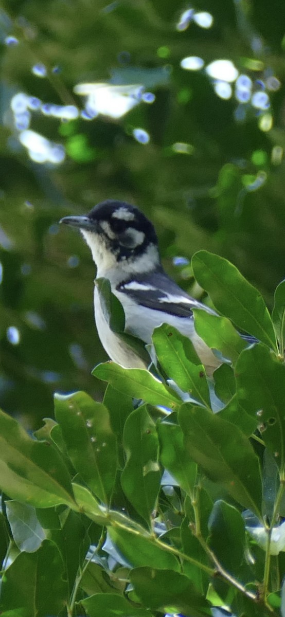White-eared Monarch - ML640949459
