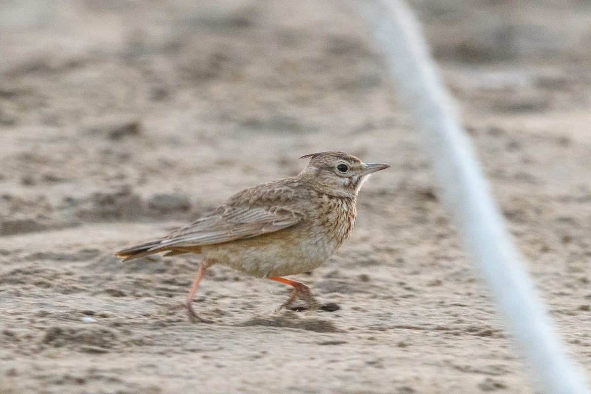 Crested Lark - ML640949466