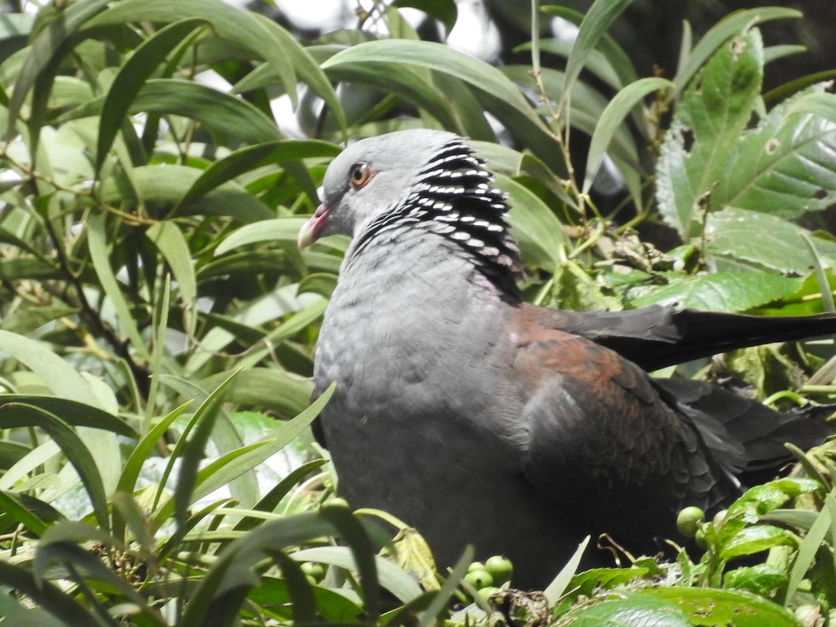 Pigeon d'Elphinstone - ML640949526
