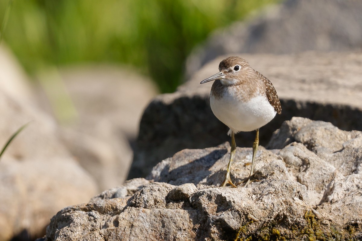Solitary Sandpiper - ML640949532