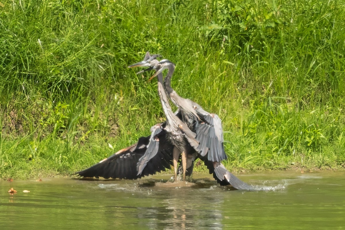 Great Blue Heron - ML640949641