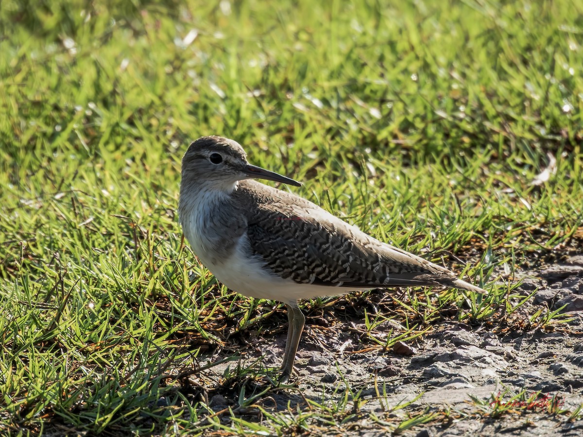 strandsnipe - ML640949652