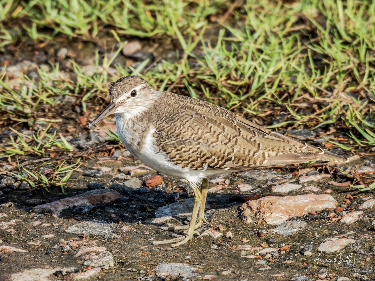 strandsnipe - ML640949653
