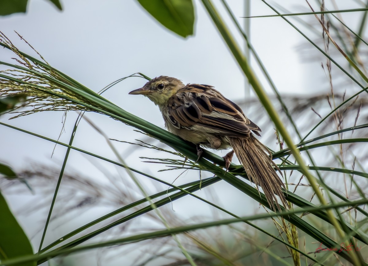 Striated Grassbird - ML640949664