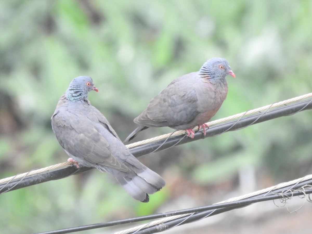 Bolle's Pigeon - ML640949673