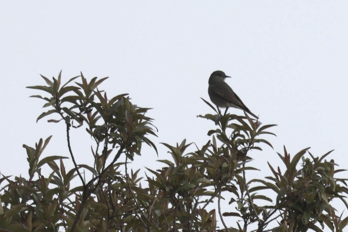 Rufous-webbed Bush-Tyrant - ML640949678