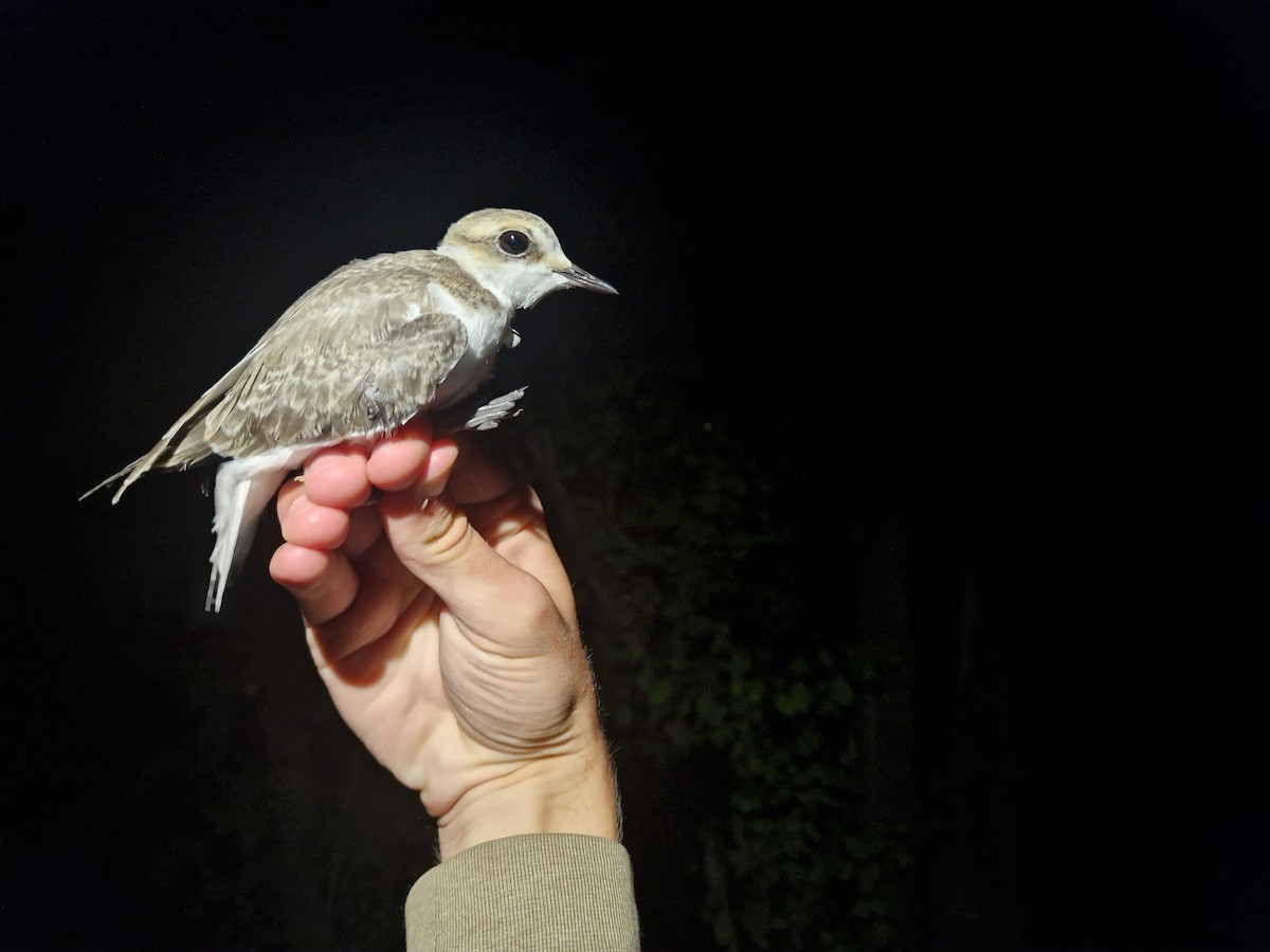 Kentish Plover - ML640949709