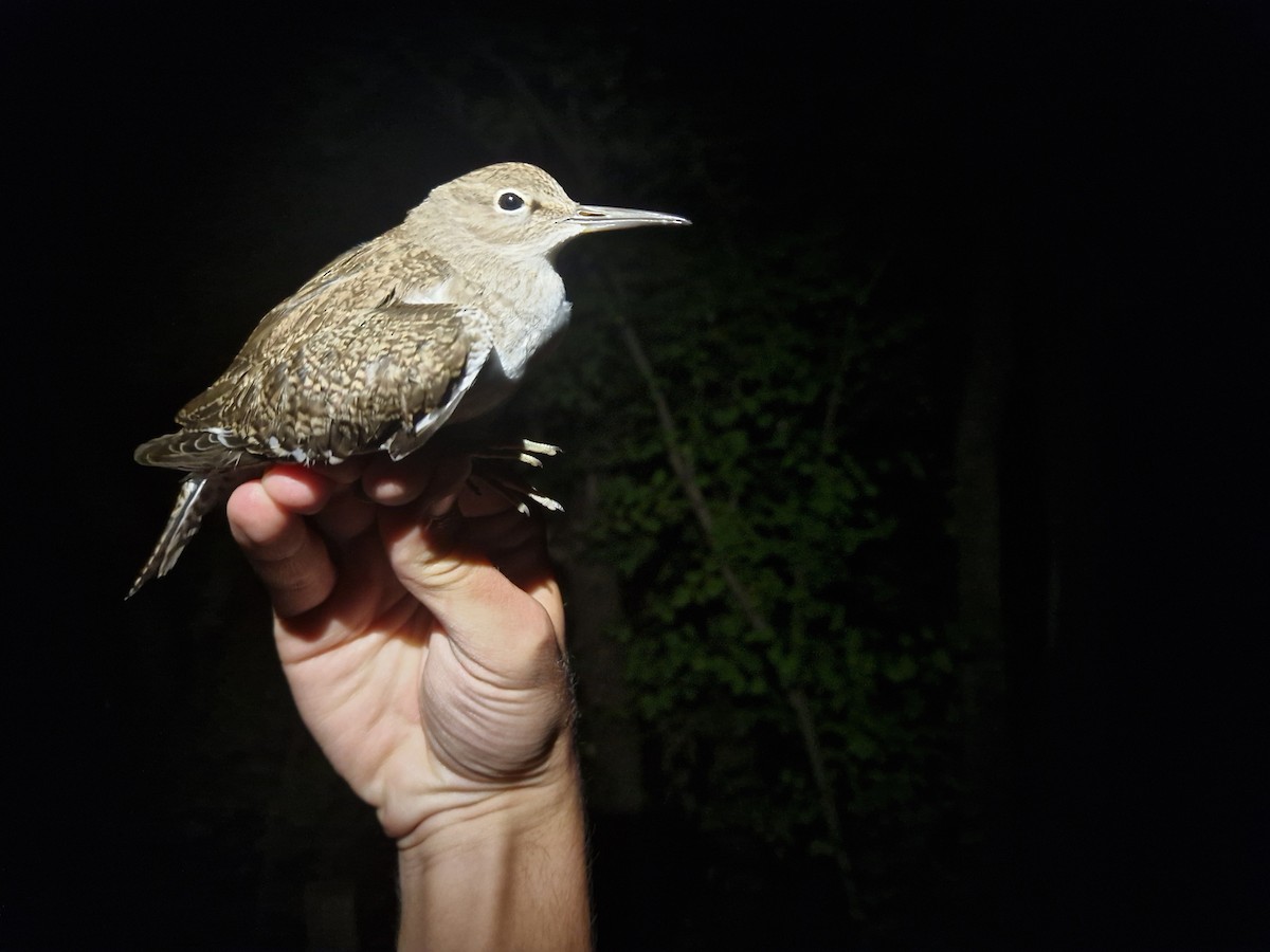 Common Sandpiper - ML640949711