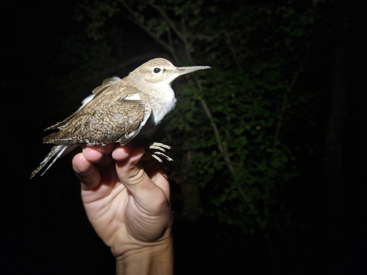Common Sandpiper - ML640949712
