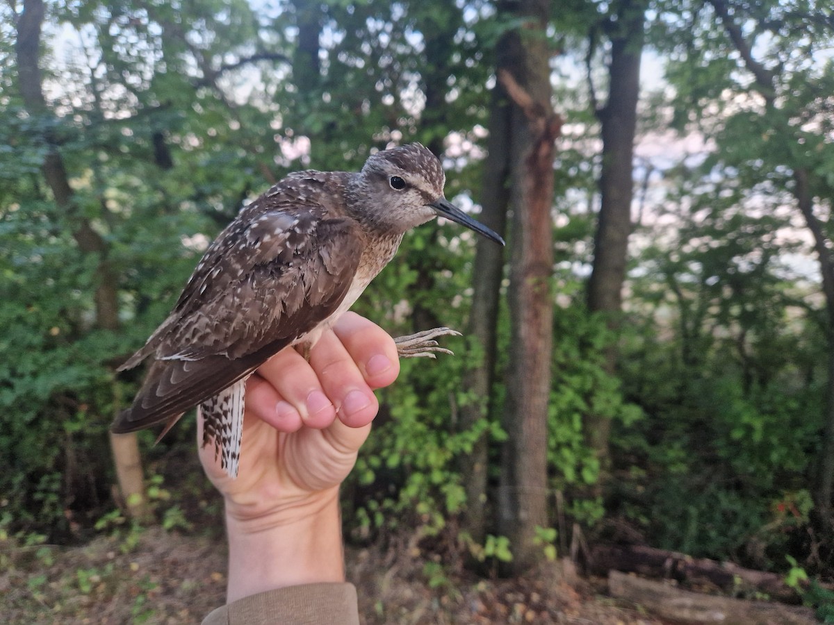 Wood Sandpiper - ML640949718