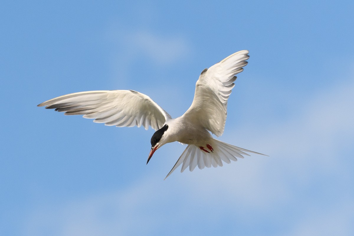 Common Tern - ML640949733