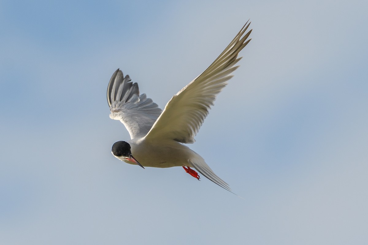 Common Tern - ML640949734
