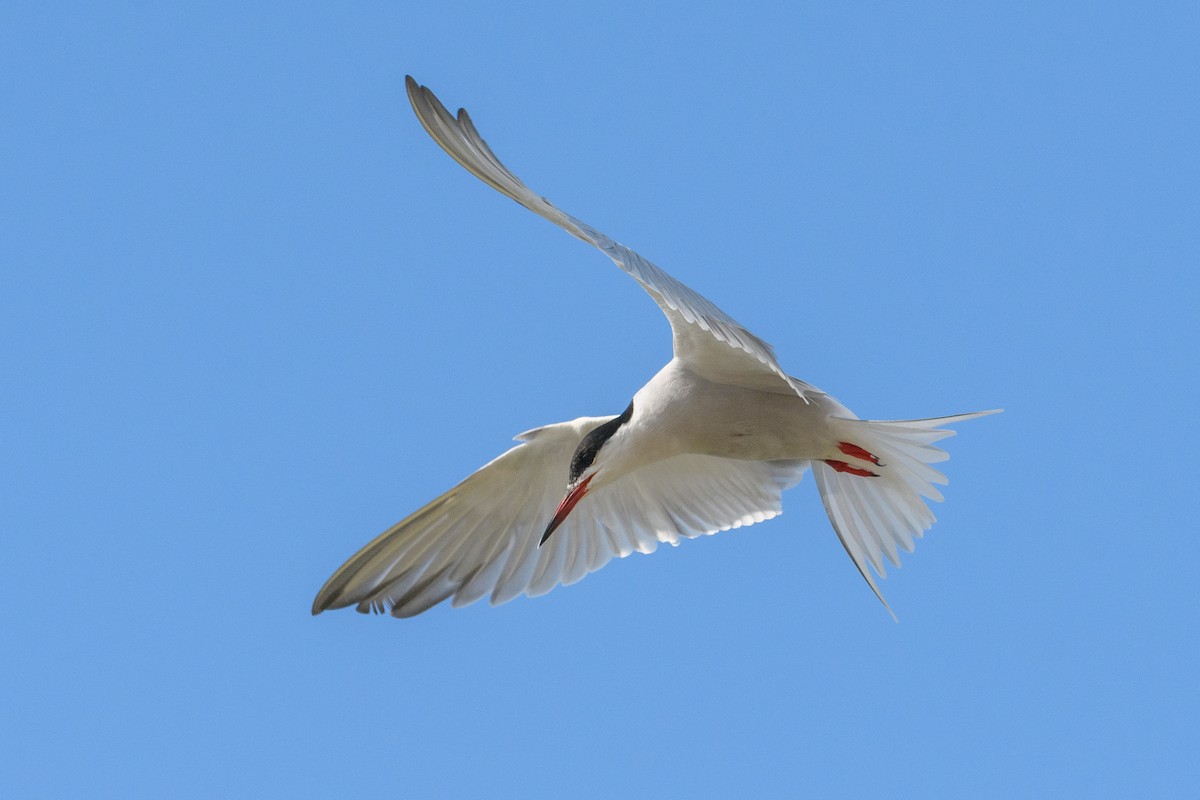Common Tern - ML640949735