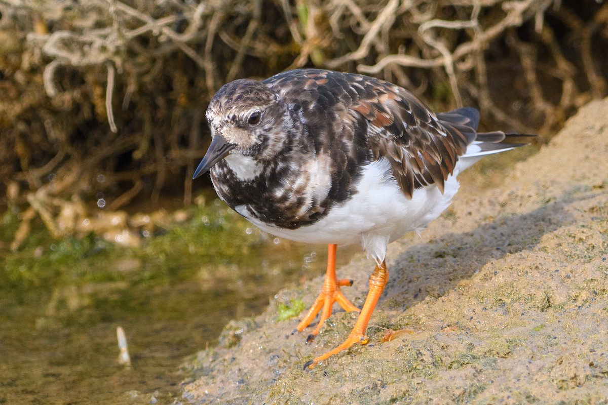 Ruddy Turnstone - ML640949740