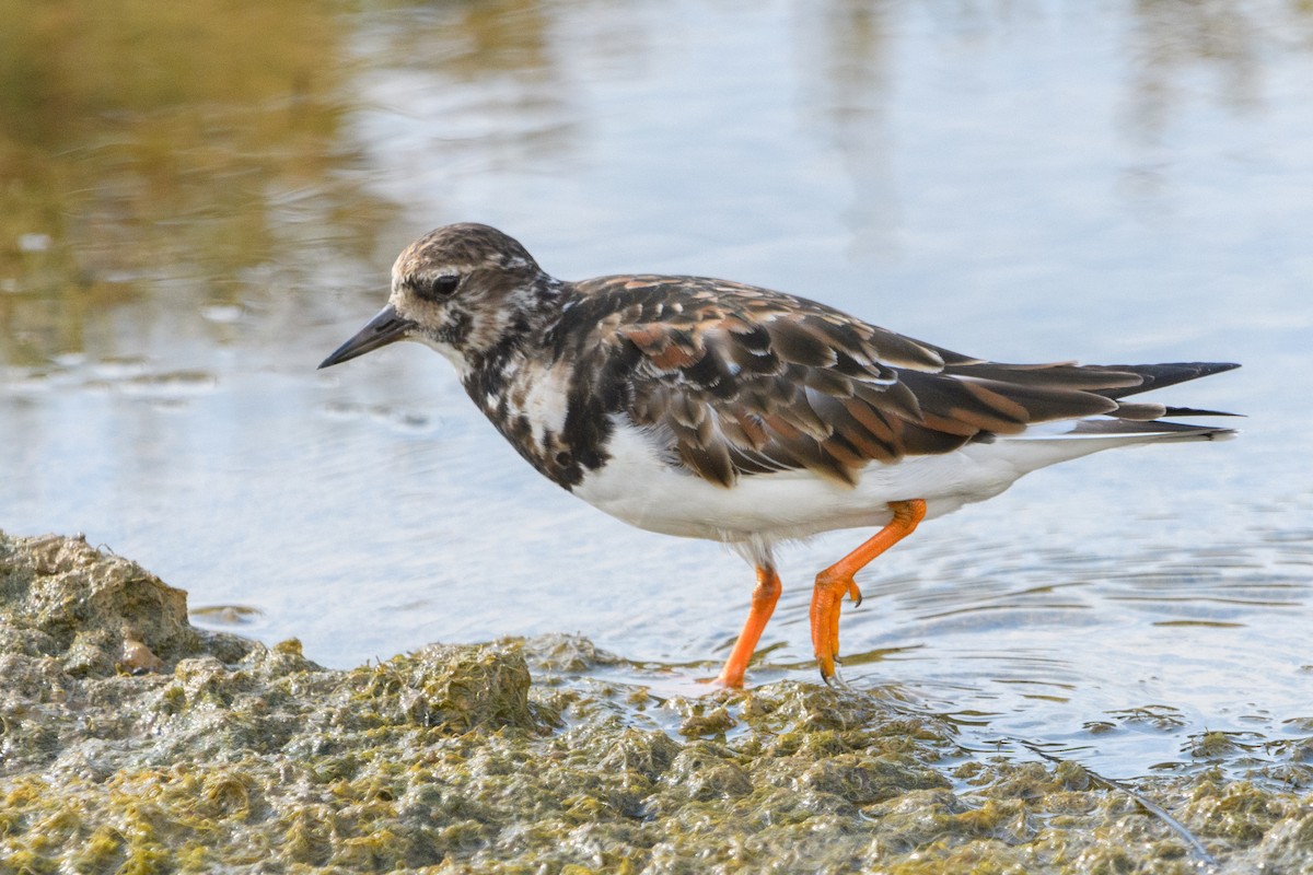 Ruddy Turnstone - ML640949741