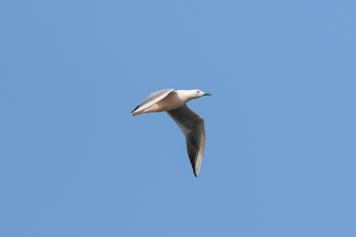 Slender-billed Gull - ML640949746