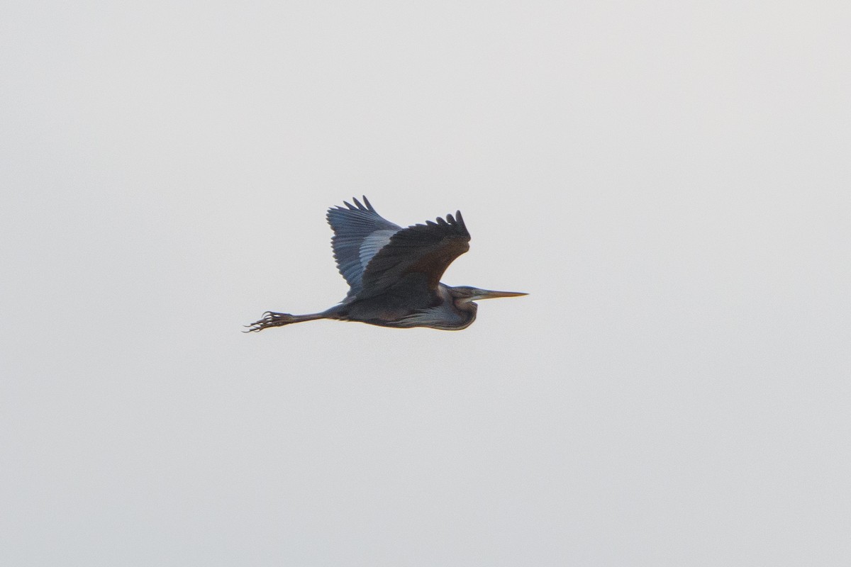 Purple Heron - ML640949756