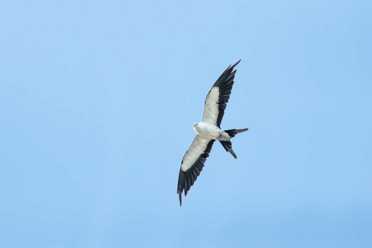 Swallow-tailed Kite - ML640949757