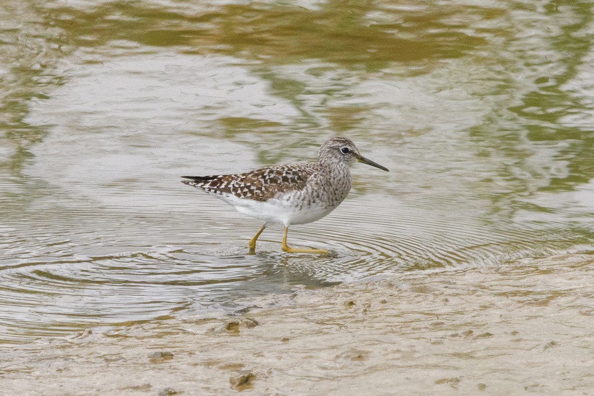 Wood Sandpiper - ML640949767