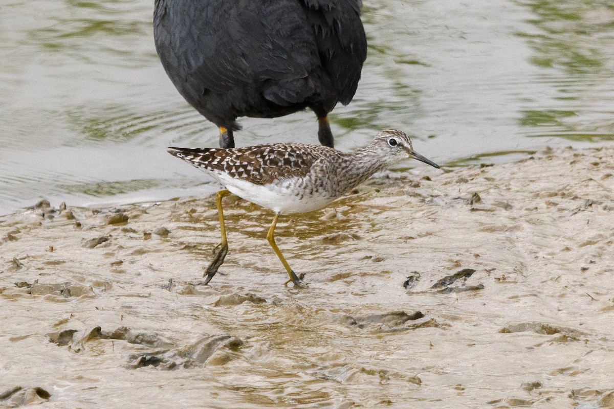 Wood Sandpiper - ML640949768