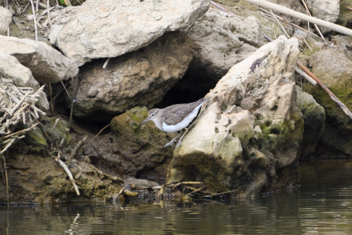 Common Sandpiper - ML640949770